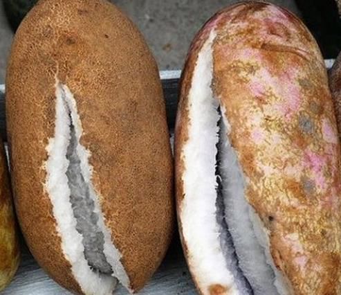 小时候经常采摘的野果,现在还能用你家乡方言叫出来吗?