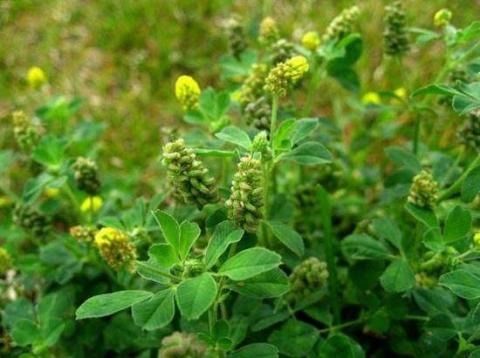 乡下一野草是腰间盘突出的克星 疼痛缓解效果好