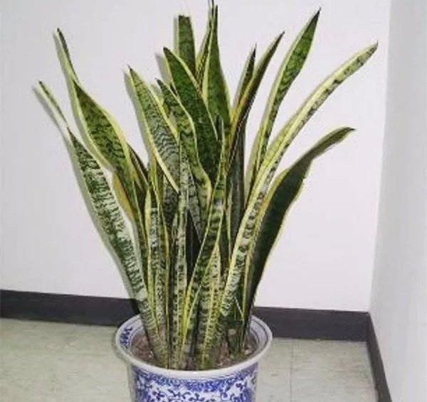 虎皮兰这样养,长了好多小侧芽,轻松爆盆!