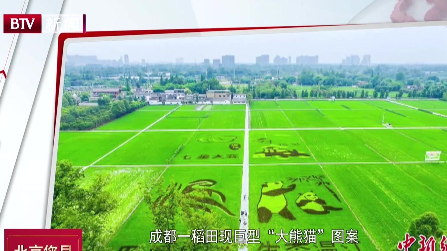 成都一稻田现巨型“大熊猫”图案