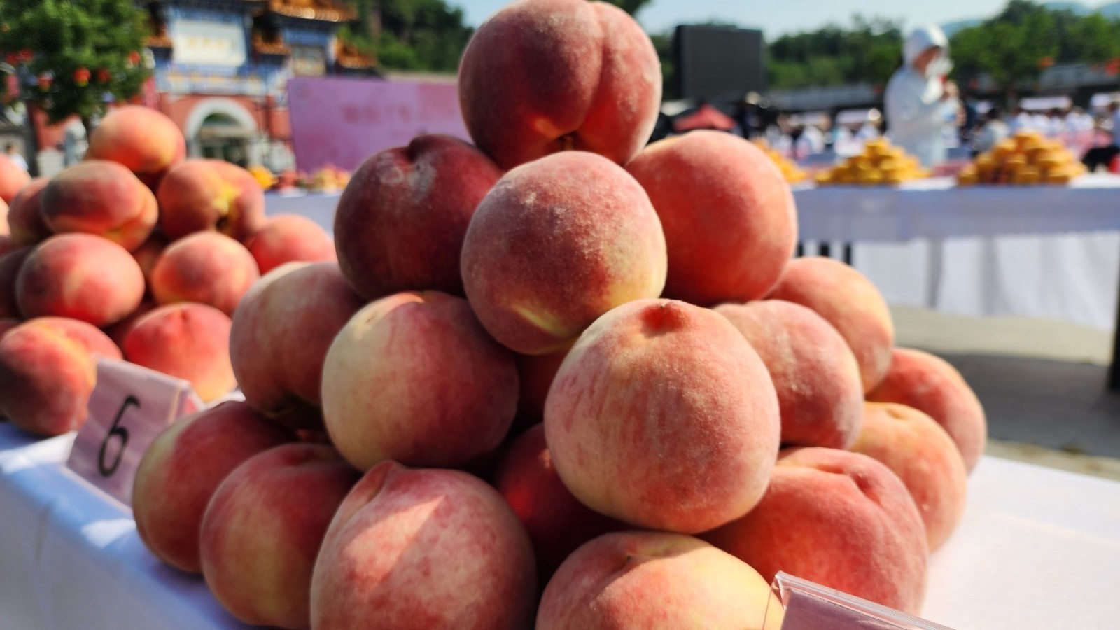 评桃王、品桃礼、传诚信、共致富!平谷区举办第八届丫髻山蟠桃会 评桃王、品桃礼、传诚信、共致富!平谷区举办第八届丫髻山蟠桃会