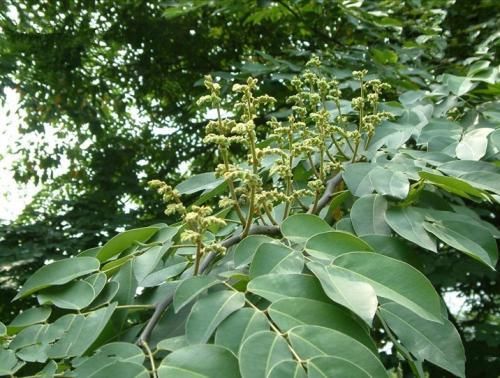 续随子 在我国海南岛发现了一种叫油楠的树木,当长到12~15 米高时