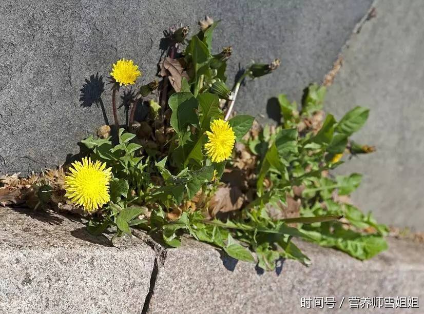 中草药:蒲公英,泡水五大功效、三大禁忌、四大