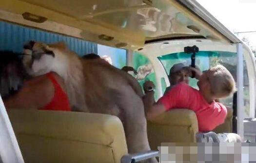 这只两岁的狮子叫菲利亚（Filya），它跳上一辆敞开式的观光车，这家动物园的主人，穿着绿色衬衫的奥列格·祖布科夫（Oleg Zubkov）开着车，菲利亚先在他身上蹭来蹭去，求抚摸，然后它又到游客身边蹭，游客们都受宠若惊。