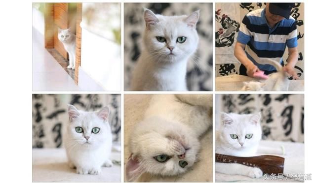 安娜崔永元家的铲屎官,这只猫的功劳可不小哦