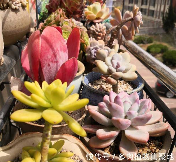 多肉植物上盆前这么处理,简单修根,3分钟就能