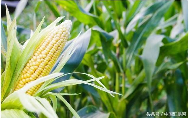 福斯通:2018\/19年全球玉米供应开始下滑,牛市