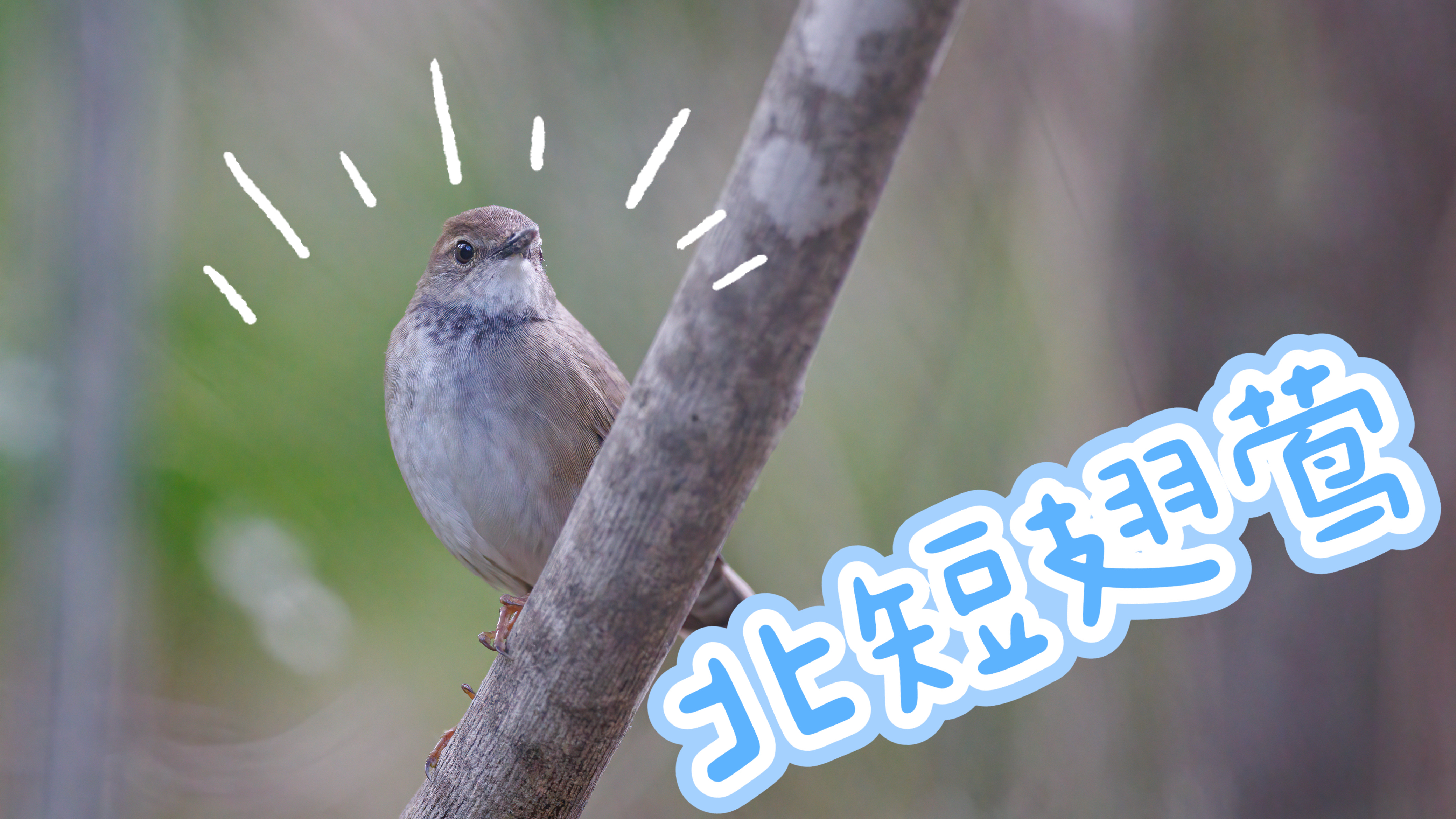 首次清晰影像记录!密云野生鸟类的“朋友圈”又更新了! 首次清晰影像记录!密云野生鸟类的“朋友圈”又更新了!