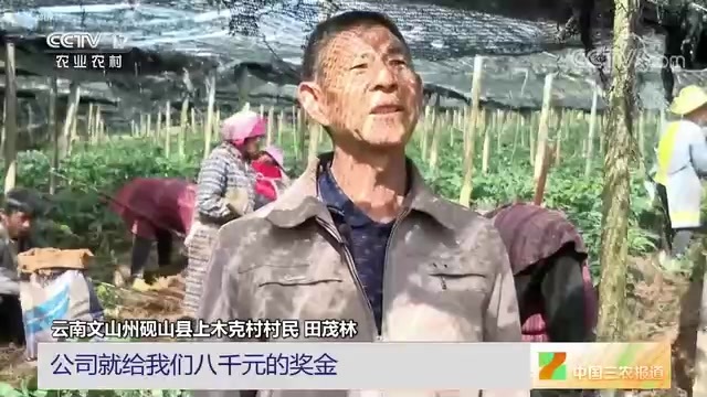 云南文山：发展三七产业 传承种植文化