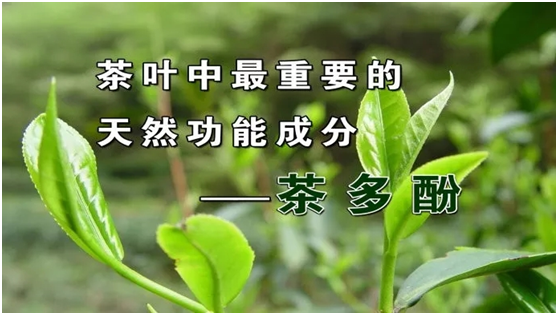 茶为万病之药,但四季喝茶大有讲究!掌握时间表禁忌表健康长寿喝出来