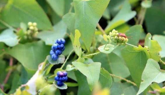 因此杠板归还有一个名称为"蛇倒退".