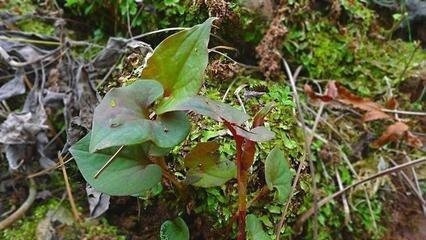 农村很常见的一种植物,可快速治湿疹不反复,用