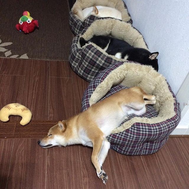 集齐三色萌柴犬 太让人羡慕了!