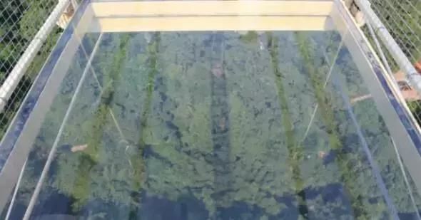 转发|重庆主城第一5D玻璃桥亮相巴南,门票优惠