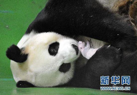 2014年，大熊猫妈妈“菊笑”怀抱三胞胎一只幼崽的照片。