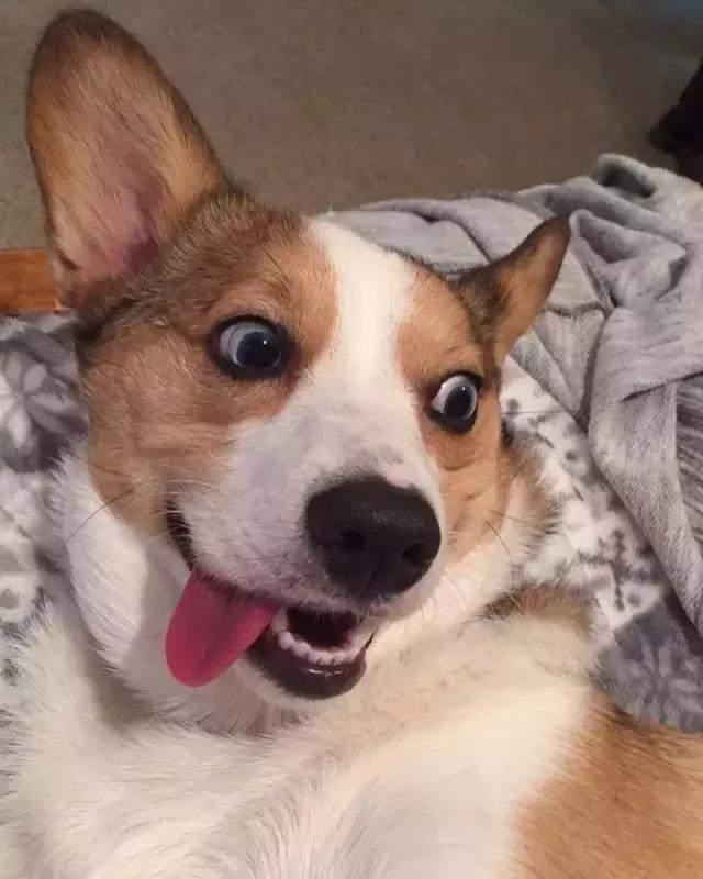 说到舌头怎么能没有二哈呢,毕竟这是一种神奇的生物,连舌头都嫌弃它们