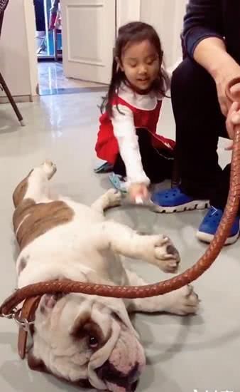 6岁甜馨近照,扎一头小辫单腿跪地给狗狗梳毛,