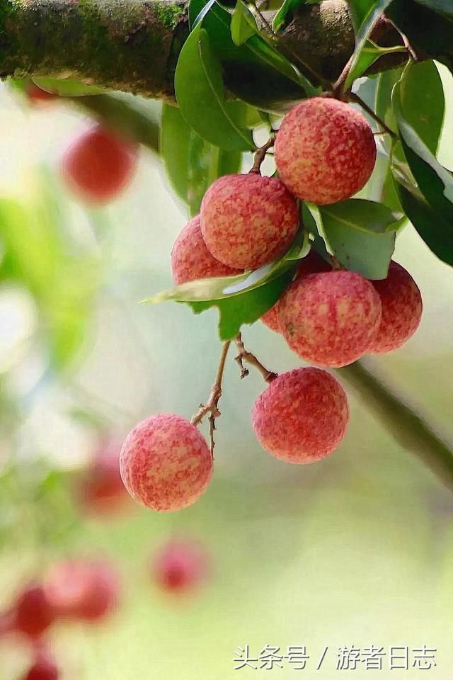 中国荔枝排行榜:哪里的荔枝最好吃?