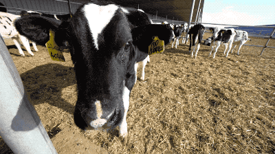 一万块钱养1头牛变成养4头,流水线式养牛,成本直降20%!