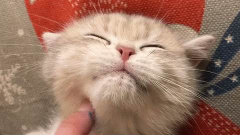 480_270gif 动态图 动图