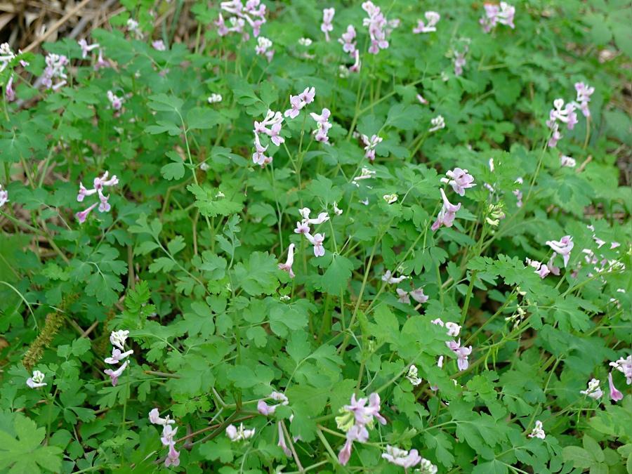 水卜菜虽好需慎服,别名还叫断肠草