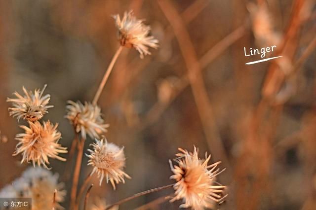 大牛顿双色球076期预测:上期杀号全对,让选号