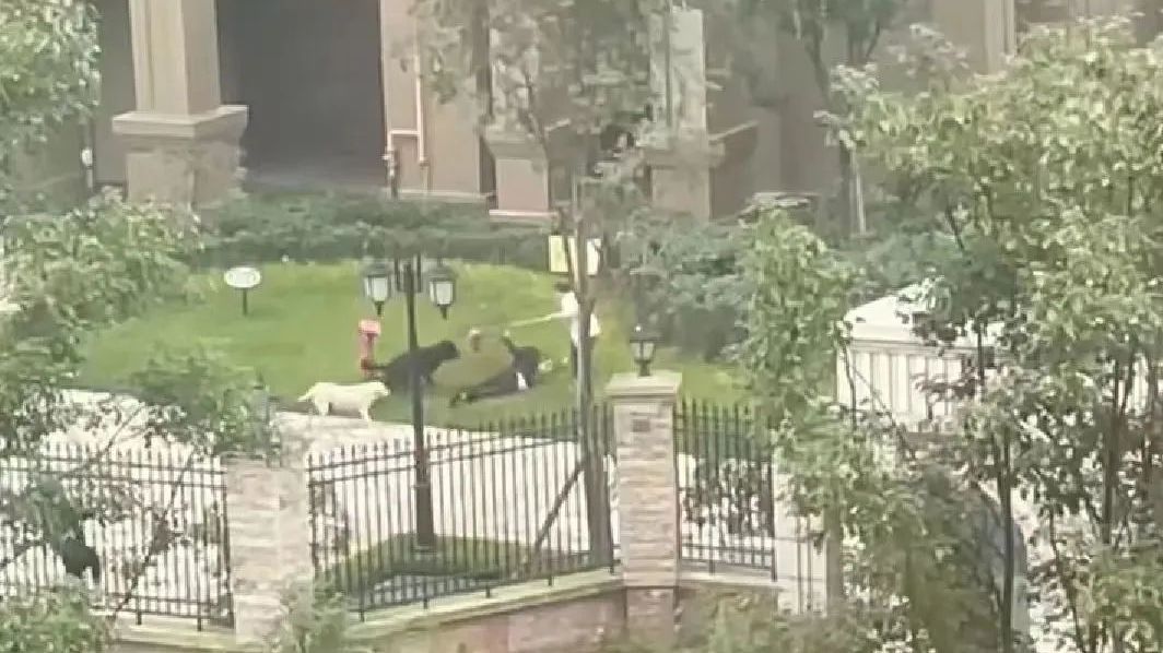 2岁女童遭烈犬撕咬,律师:除了狗主人物业也可能面临相关责任 2岁女童遭烈犬撕咬,律师:除了狗主人物业也可能面临相关责任