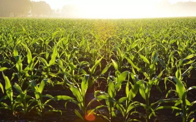 2018年农村最挣钱的八个行业,很多人还不知道