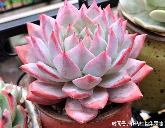 多肉植物秋天应该怎么养护?浇水和换盆土也有