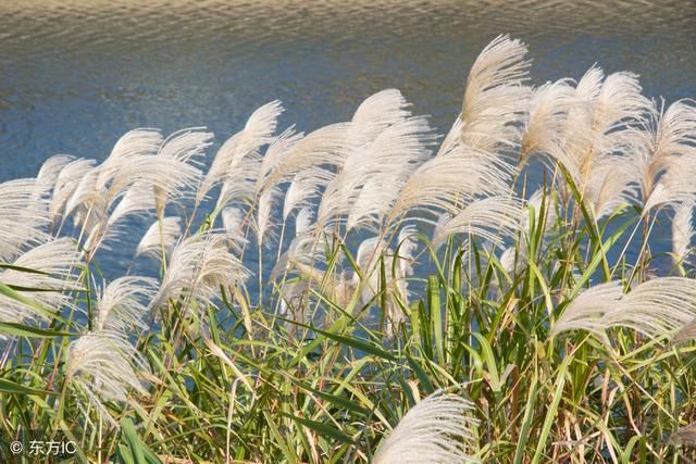 关于植物的古诗、小古文,语言之美,尽在桃红柳