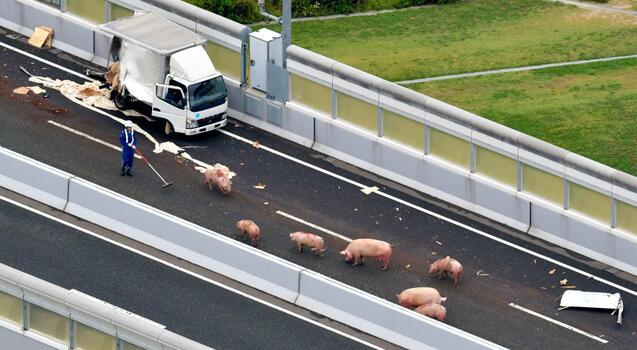 日本车祸致19只猪高速路上"散步"走着走着睡着了