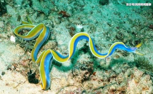 潜水员深海无意发现色彩鲜艳的长条状生物,身体可随