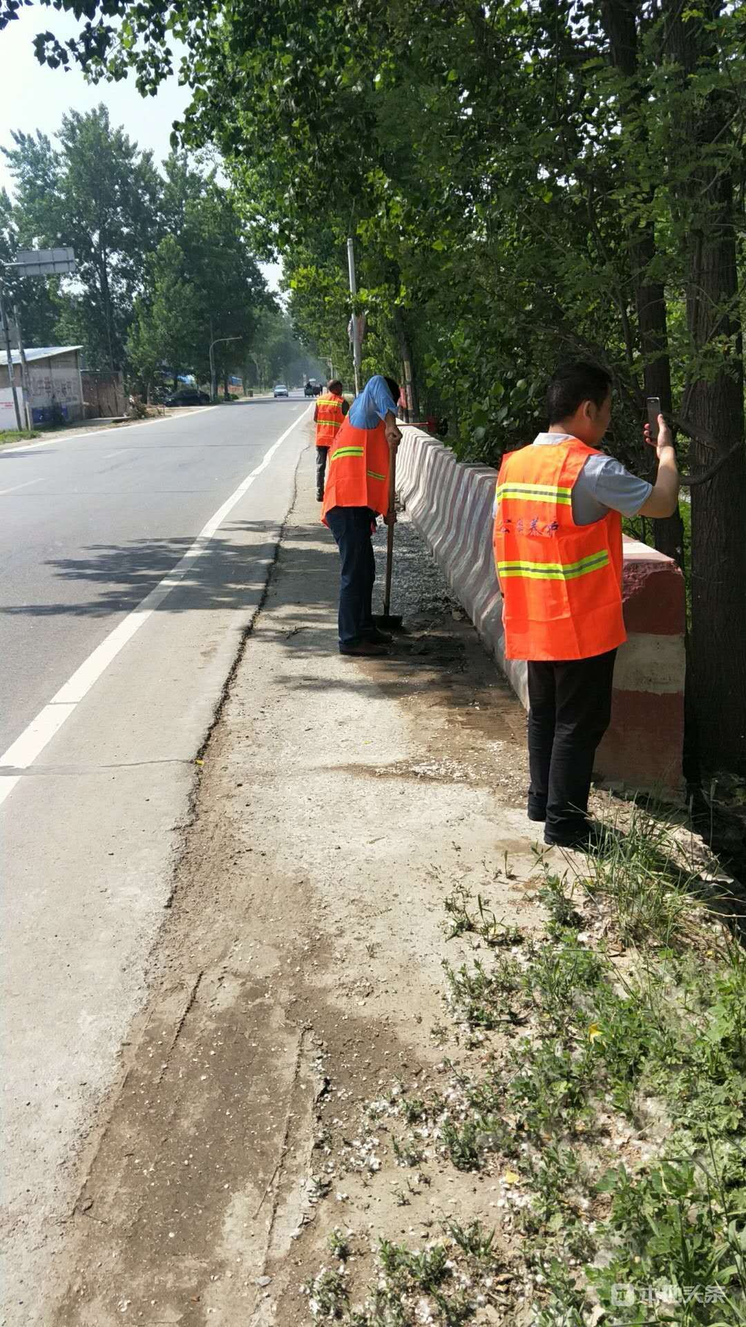 杨絮柳絮满天飞 太康县公路局养护大队采取措