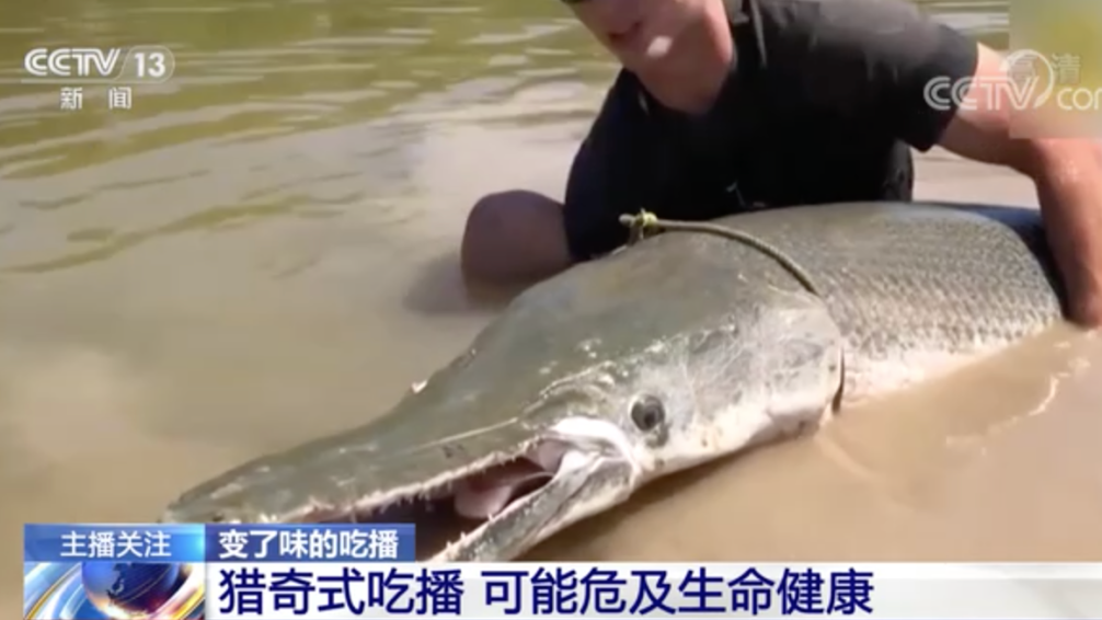 “怪鱼”鳄雀鳝做成酸菜鱼！变味的吃播屡禁不止 背后谁是“推手”？