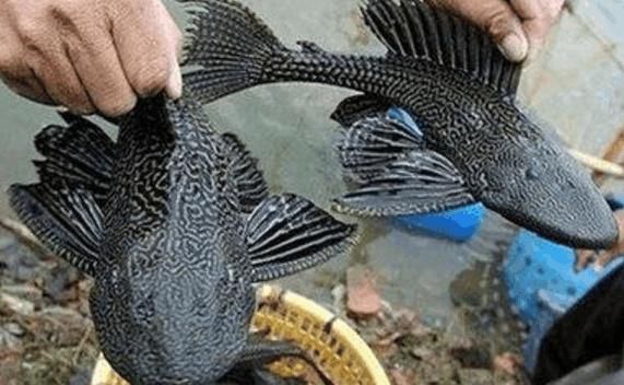 中国人那么能吃,为什么不敢吃这种鱼?网友:我