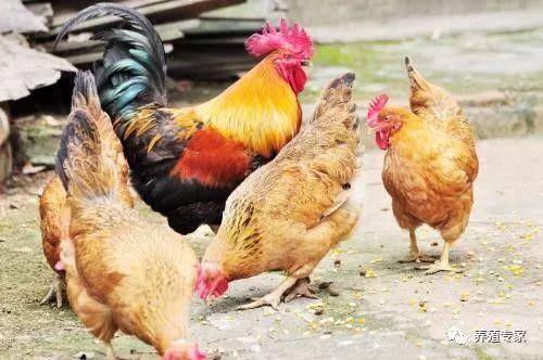 新手养鸡技术基础,新手养鸡怎么打销路