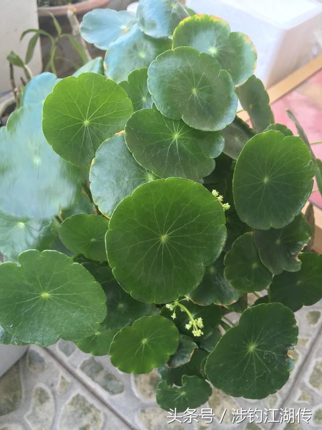 人的综合素质能力高低的间接表现-适应