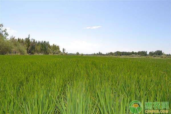 今年稻谷价格能上涨吗?最近稻谷收购价格行情