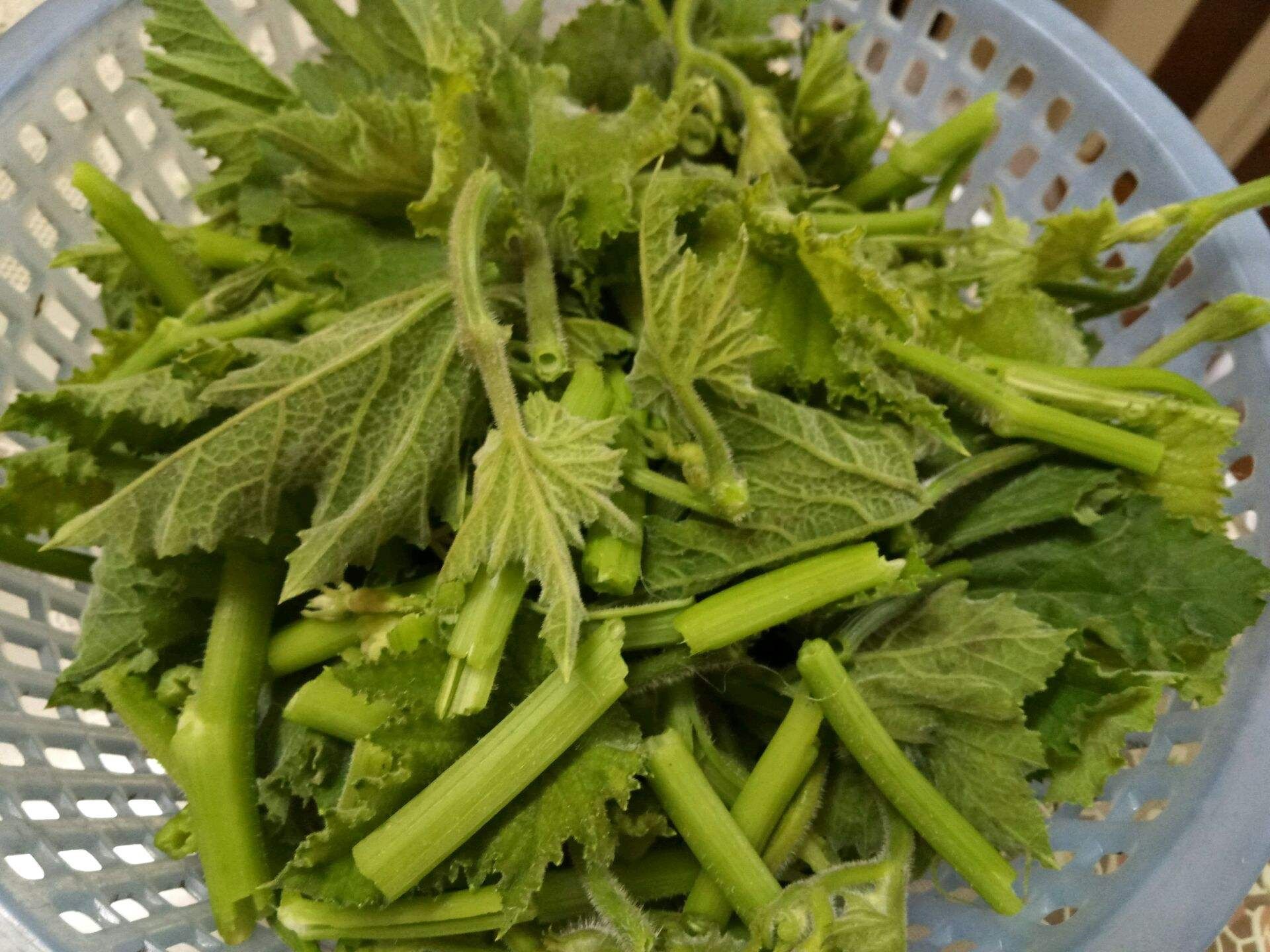 南瓜藤一般会弯弯曲曲长到2米以上,越靠近末梢的南瓜藤口感越脆嫩,吃