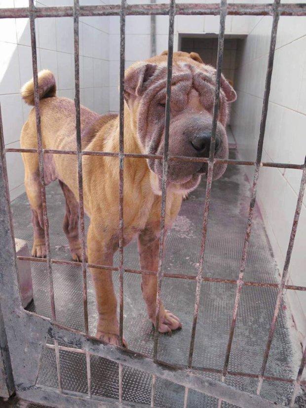 曾经有一条体重不到16斤的狗狗被志愿者解救出来，他们一度觉得这条狗狗活下来的可能性很小，但是后来依旧把它救活了。