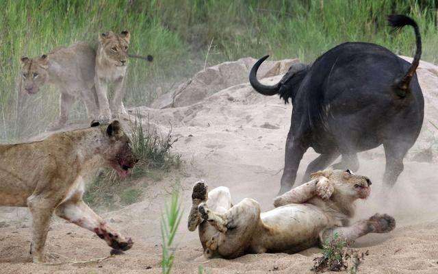 一头野牛大战十几头狮子, 结果亮了