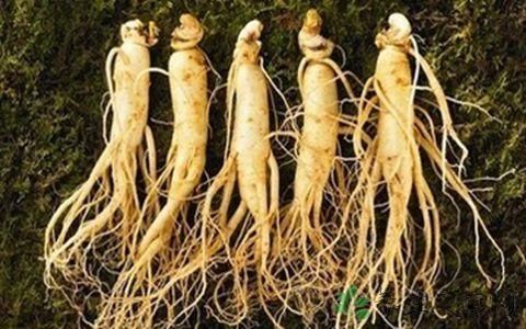 新鲜人参怎么晒干 雪花新闻