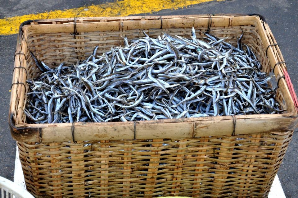 是面条鱼的渔汛期,每天在码头上,上岸数万斤,作为海洋里的"草根鱼类"