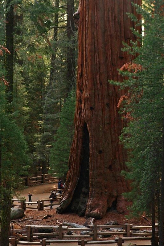雪曼将军树:世界上最大的树,可以装下一架波音