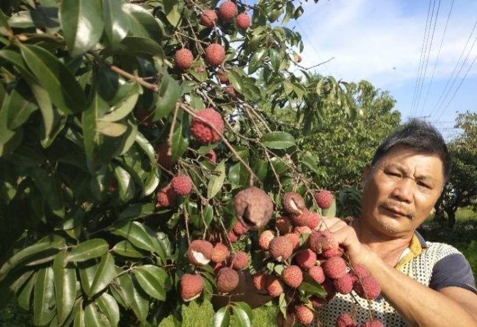 惠州荔枝收购价跌至4毛一斤,烂到树上没人摘