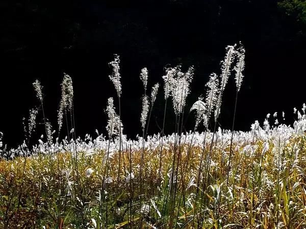 柳絮,杨树毛?城区漫天飞絮都是啥,如何防过敏