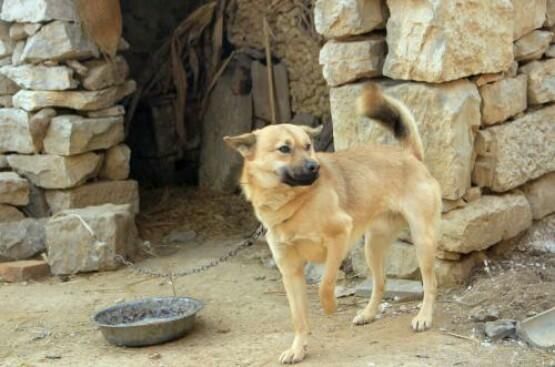 3,再穷不卖看家狗,再富不离结发妻 一个人即使再贫穷也不能卖掉自家