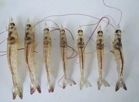 南美白对虾养殖中如何辨别肠道是否病变以及病