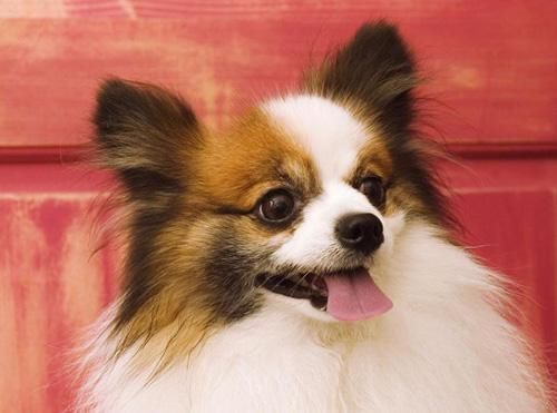 超可爱的五种狗狗品种排行,你们的排行第几?