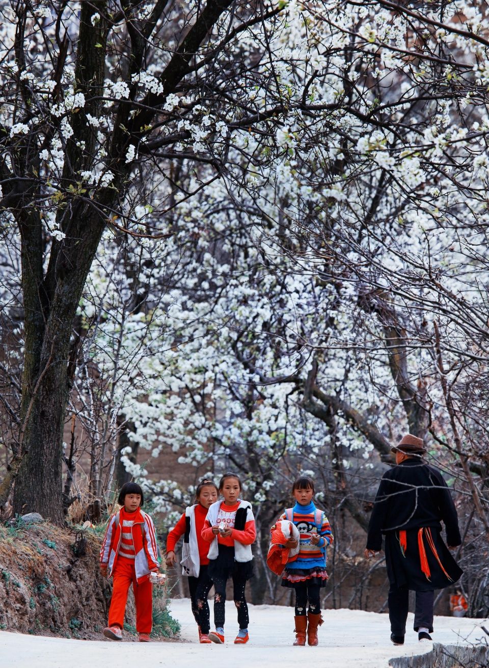 无金川不梨花--头顶云山脚踏春水,花雨连天繁花